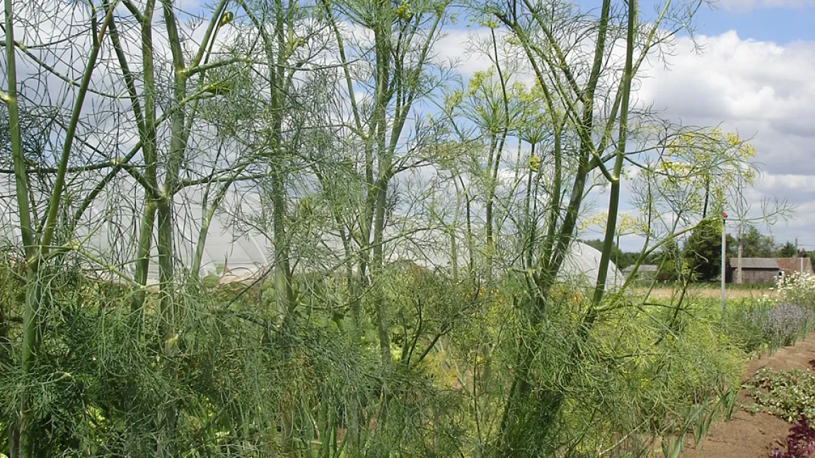 Am besten schmeckt der Dill frisch, gefolgt von Tiefkühlware. Getrockneter Dill schmeckt leider nicht mehr so aromatisch wie das frische Kraut. Foto: Wikimedia