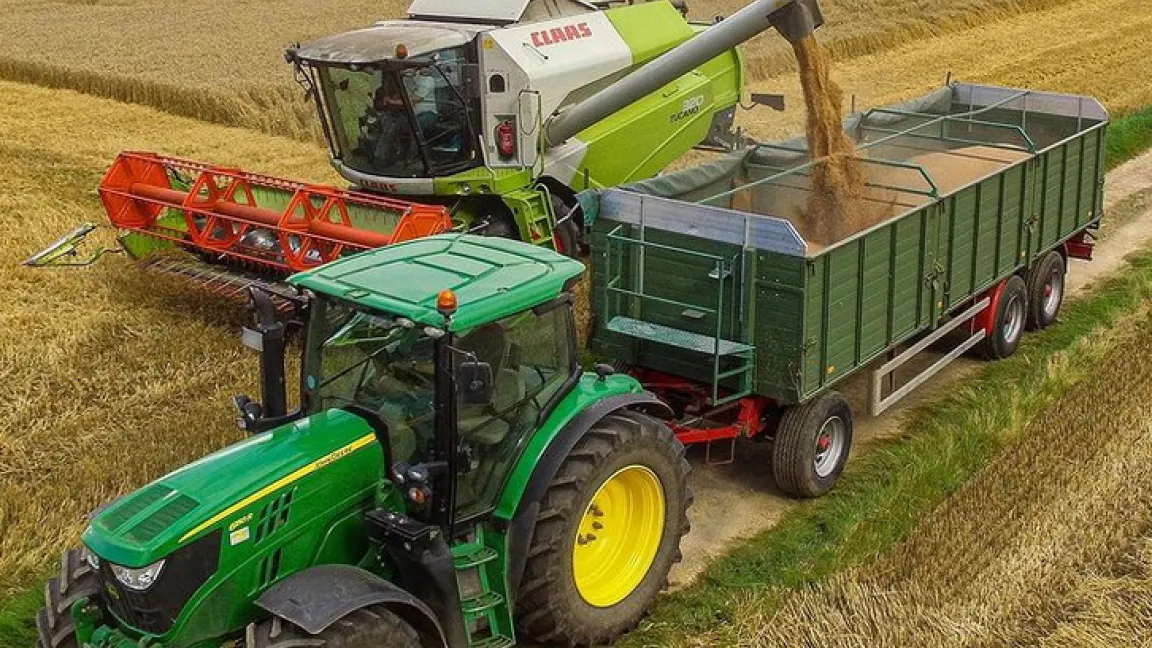 Der größte Teil der Triticale-Ernte geht ins Viehfutter. Nur ein kleiner Anteil wird zu Misch-, Vollkorn- oder Fladenbroten verarbeitet. Foto: Matthias Wiedenau