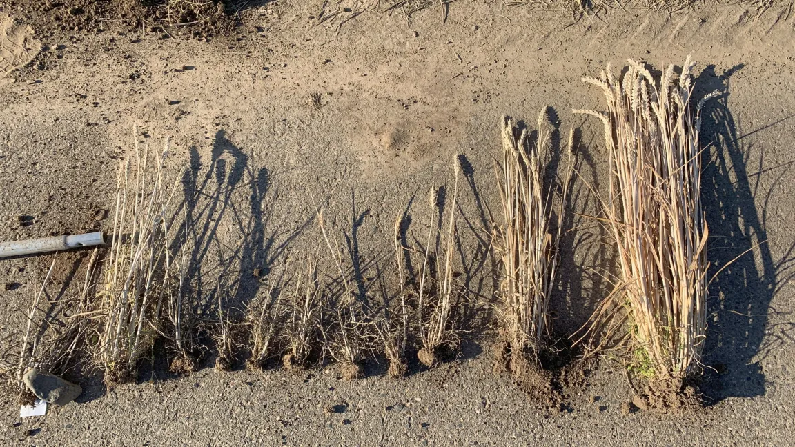 Unterschiedlich stark ausgeprägte Symptome des Weizenverzwergungsvirus bei infizierten Pflanzen. Der Weizen ganz rechts ist symptomfrei. Foto: Anne-Kathrin Pfrieme/JKI