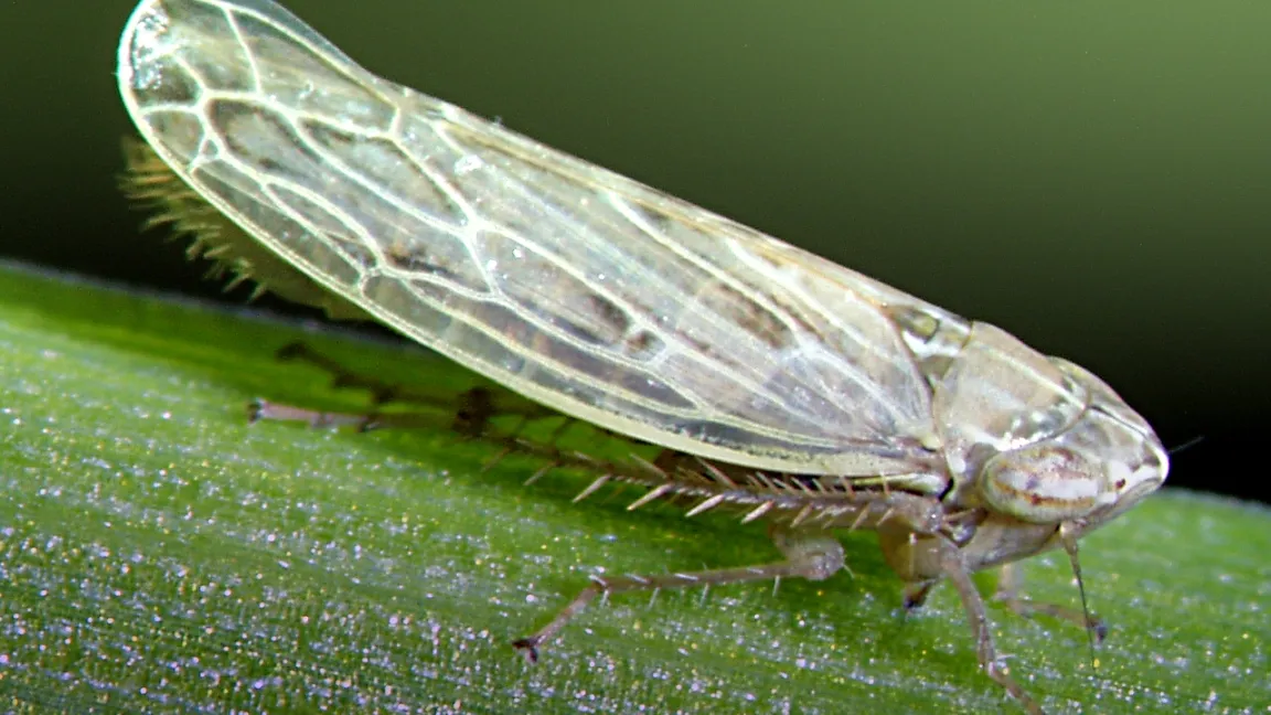 Die Wandersandzirpe (Psammotettix alienus), eine Zwergzikade, die in Europa verbreitet ist, übertragt das Weizenverzwergungsvirus. Foto: Edgar Schliephake/JKI