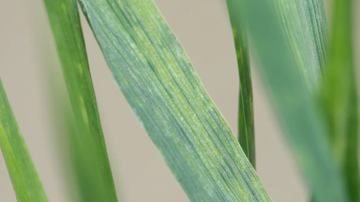 Blattsymptome von WDV an Weizen. Foto: JKI