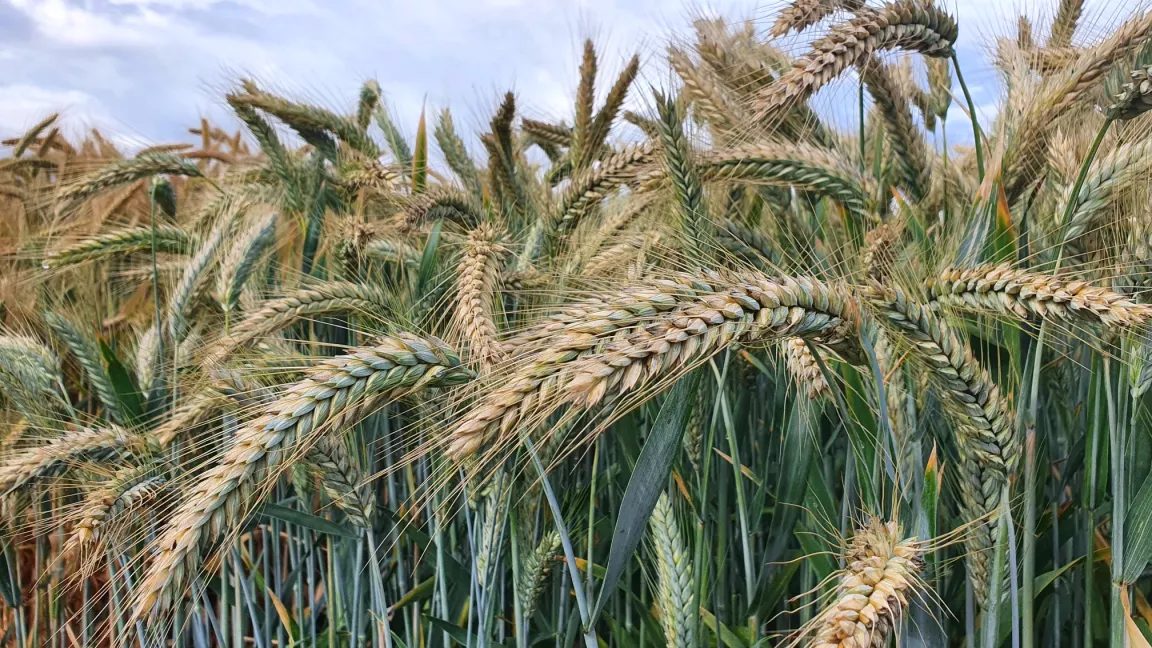 Die erste Triticale-Sorte wurde in Deutschland 1968 zugelassen. Foto: Matthias Wiedenau