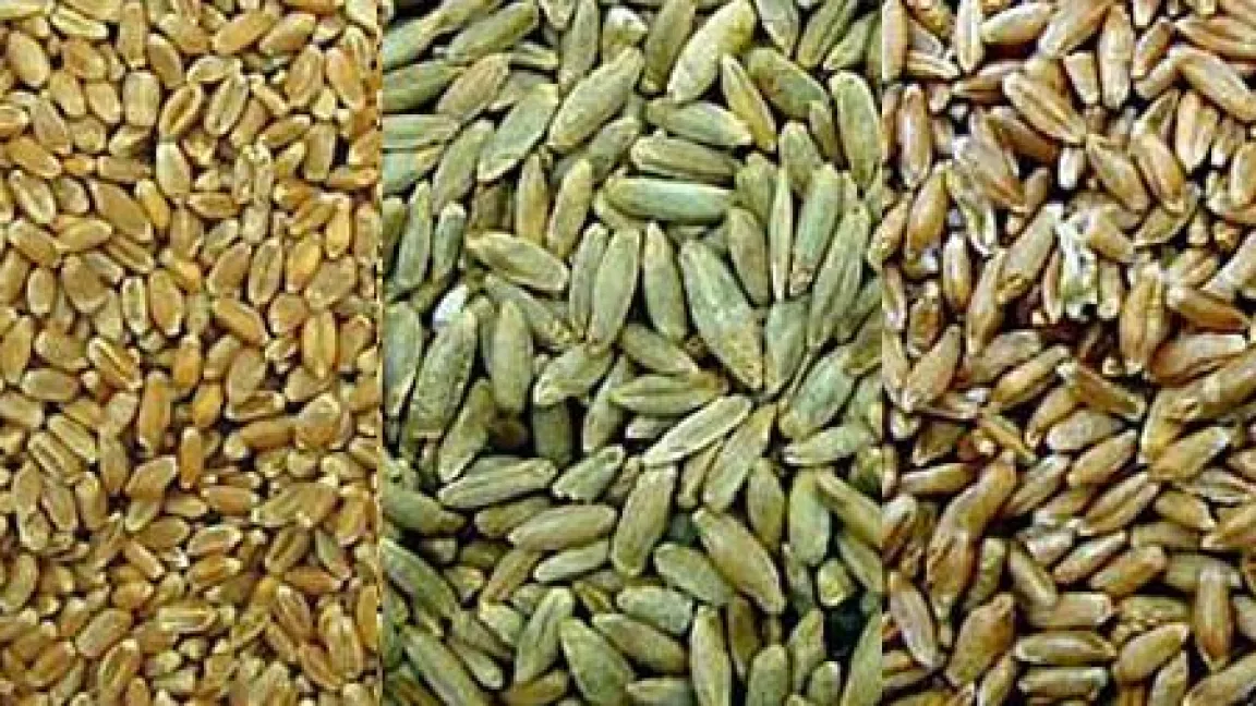 Die Körner von Weizen, Roggen und Triticale sehen ganz unterschiedlich aus. Foto: Wikimedia