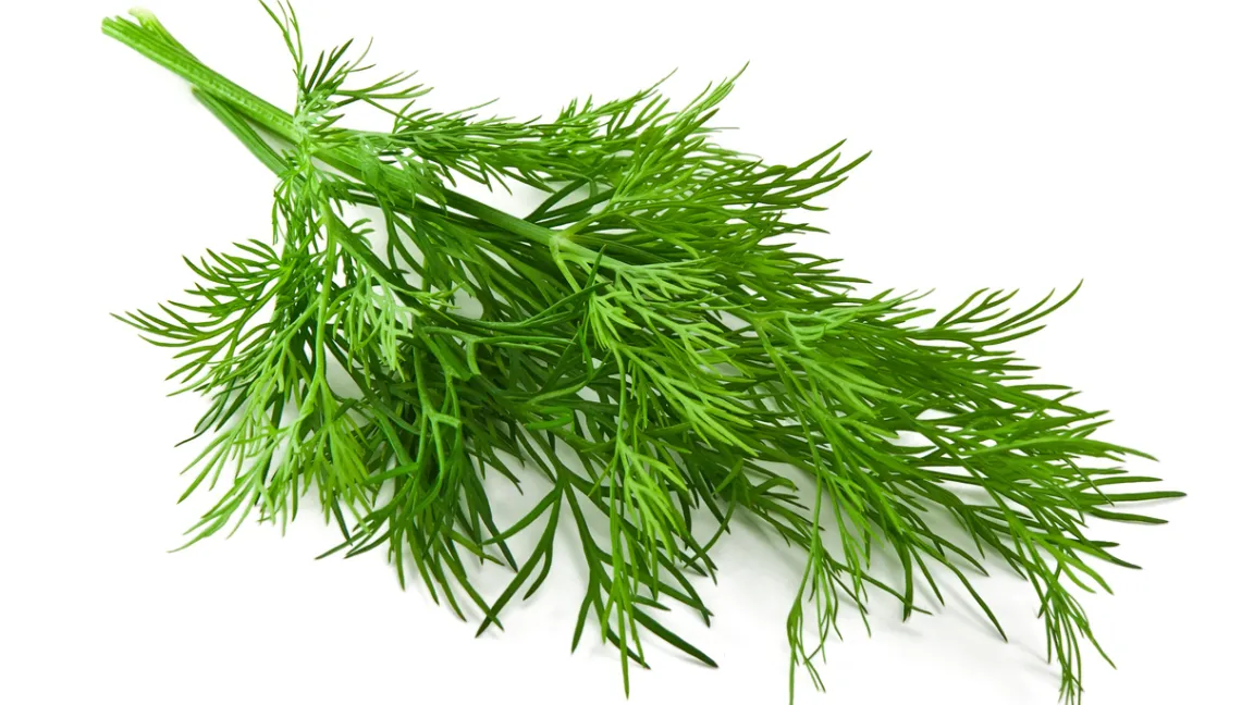 Dill verleiht dem Gurkenessig seinen charakteristischen Geruch und Geschmack. Foto: iStock