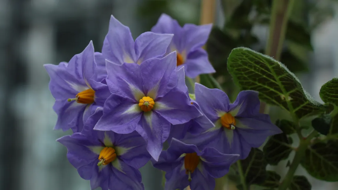 Blüten der Wildkartoffel Solanum tuberosum ssp. andigena. Foto: Tanja Seibert und Vanessa Wahl