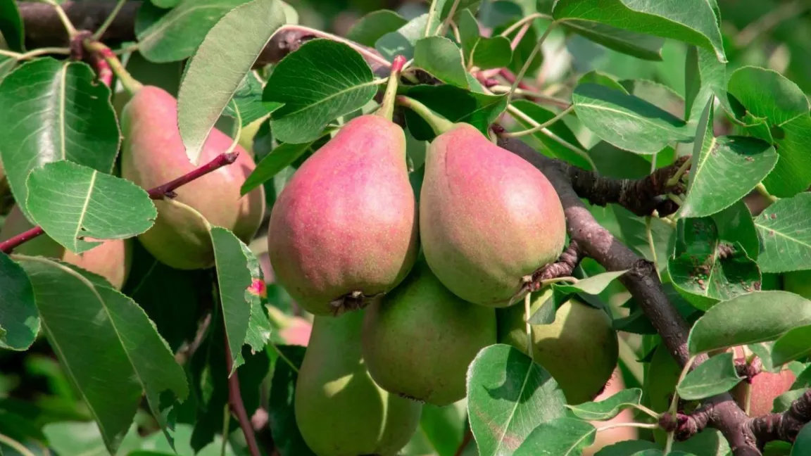 Die beliebtesten Birnensorten in Deutschland haben kaum Widerstandskraft gegen Erwinia amylovora, dem Erreger des Feuerbrands. Foto: Muzamil Iqbal / Pixabay