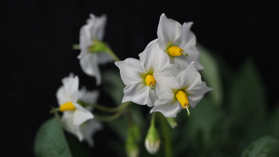 Blüten der Kartoffelsorte Saturna. Foto: Judith Van Dingenen und Vanessa Wahl