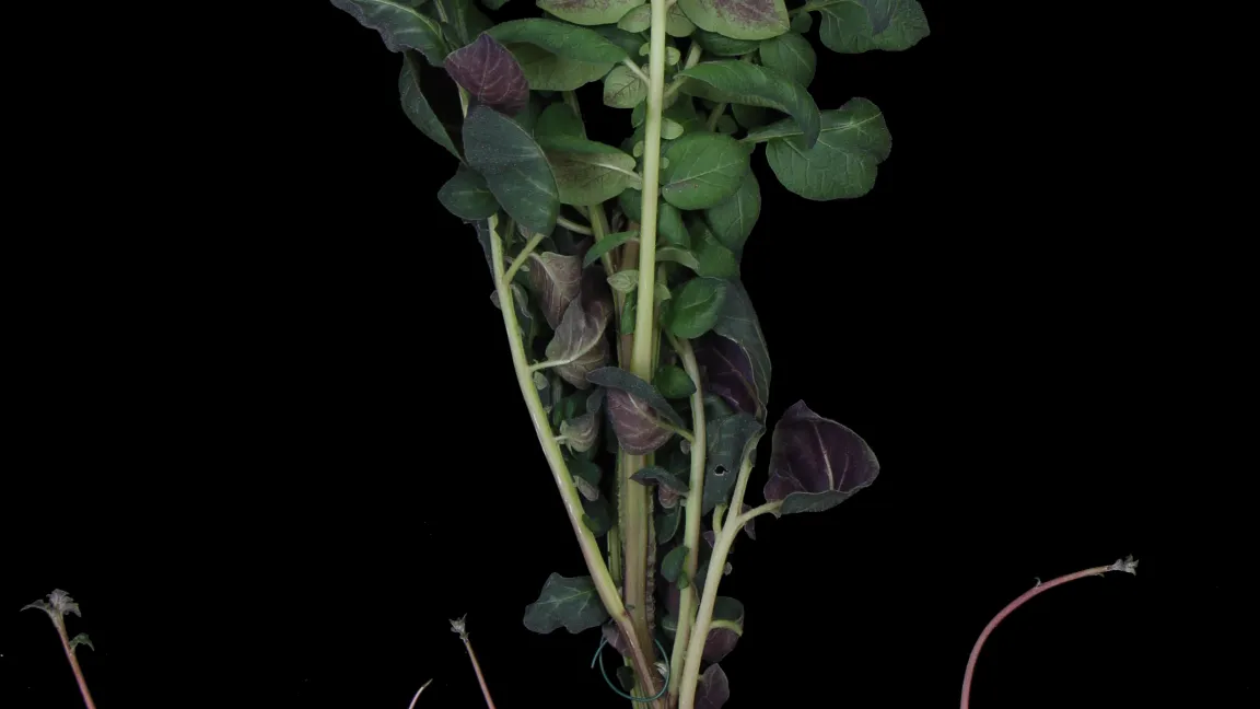 Ganze Kartoffelpflanze mit kleinen, sich noch in der Entwicklung befindenden Knollen. Foto: Vladislav Gramma und Vanessa Wahl