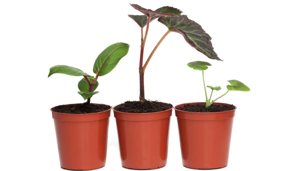 Stecklinge von Begonien, Fuchsien und Geranien sind schöne Geschenke für Hobbygärtner. Foto: iStock