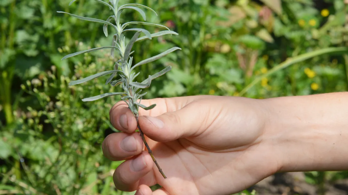Der jährliche Lavendelschnitt ist eine gute Gelegenheit, um Stecklinge zu gewinnen. Foto: iStock