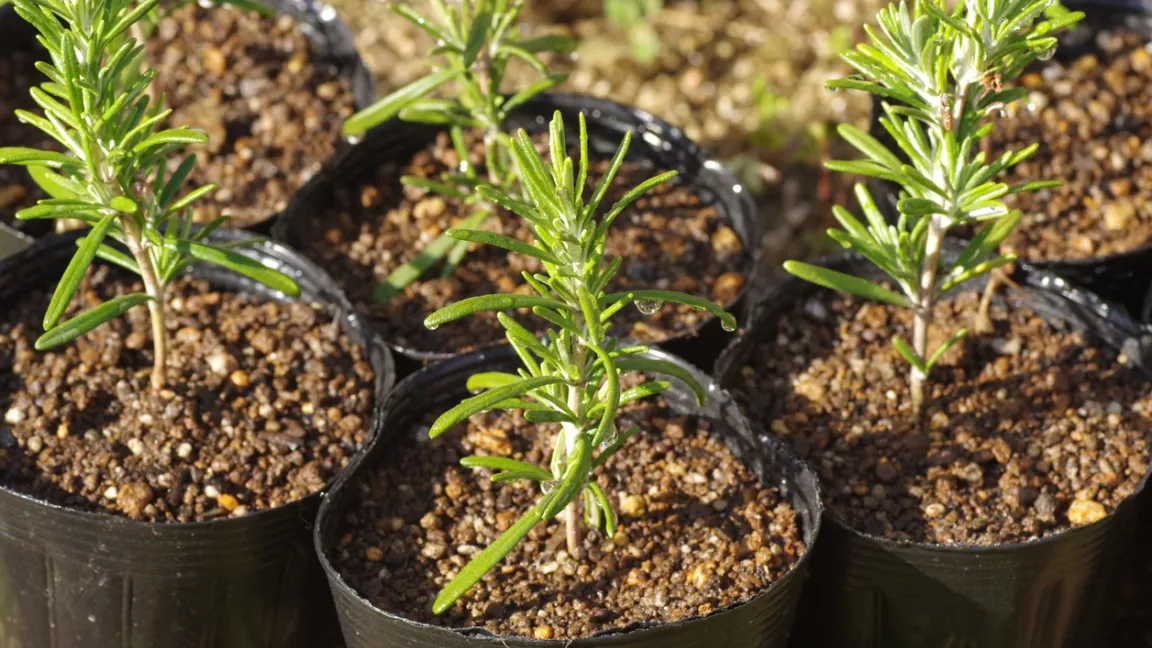 In Töpfen mit Anzuchterde bilden die abgeschnittenen Rosmarintriebe Wurzeln. Foto: iStock