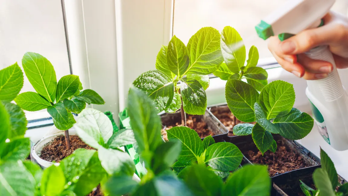 Stecklinge von Hortensien und Co. überwintern am besten auf der Fensterbank. Foto: iStock