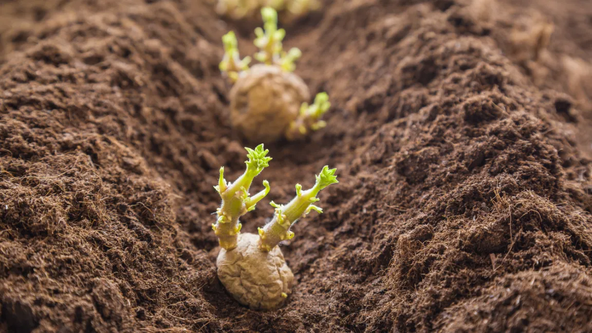 Kartoffeln werden meist vegetativ vermehrt, das heißt sie werden als sogenannte Saatkartoffeln eingepflanzt. Foto: iStock