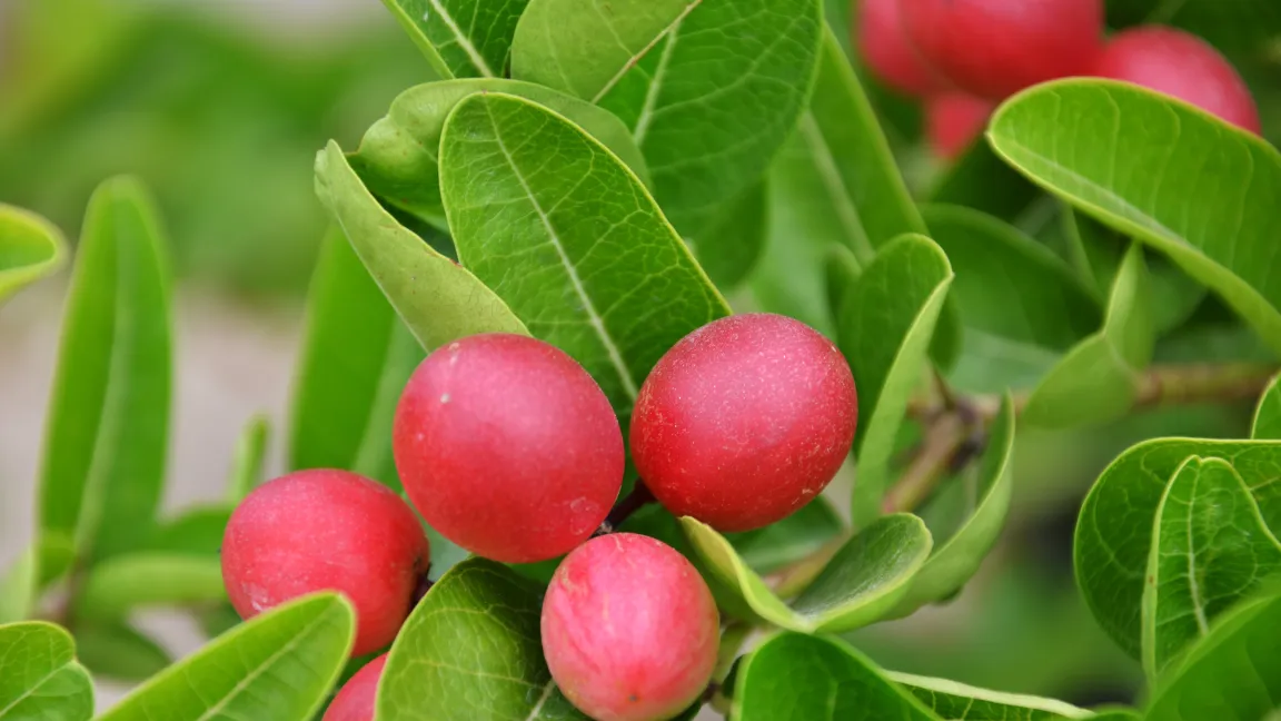 Die Wunderbeere stammt aus Westafrika. Foto: adpic