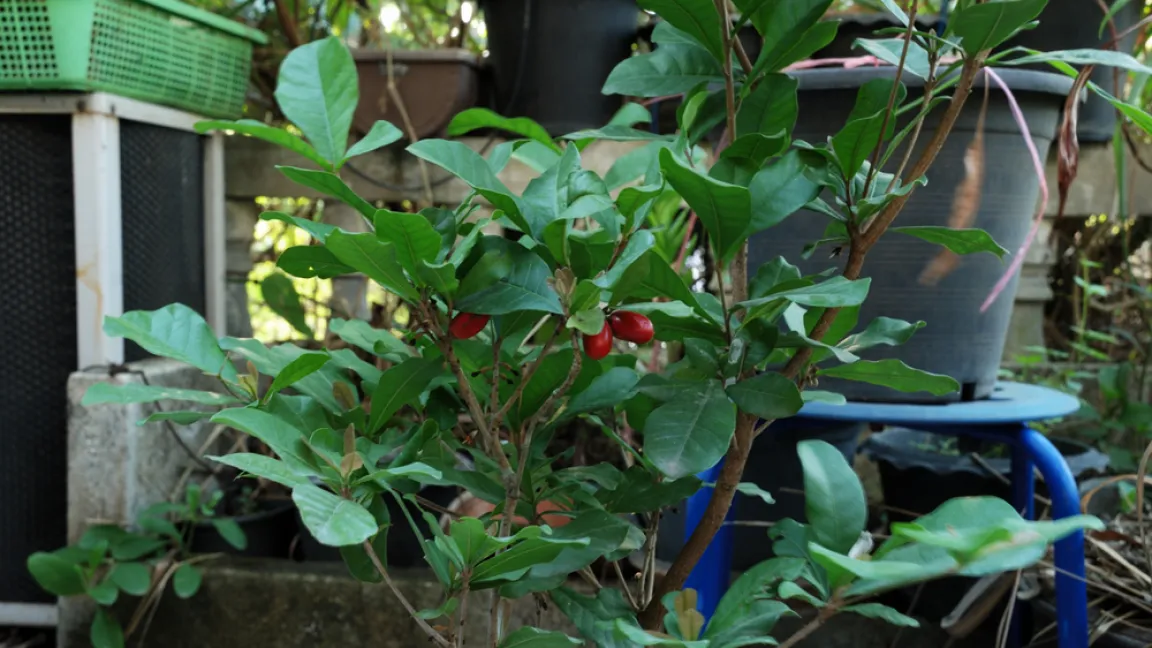 Die Wunderbeere lässt sich auch im heimischen Garten oder im Gewächshaus kultivieren. Foto: shutterstock