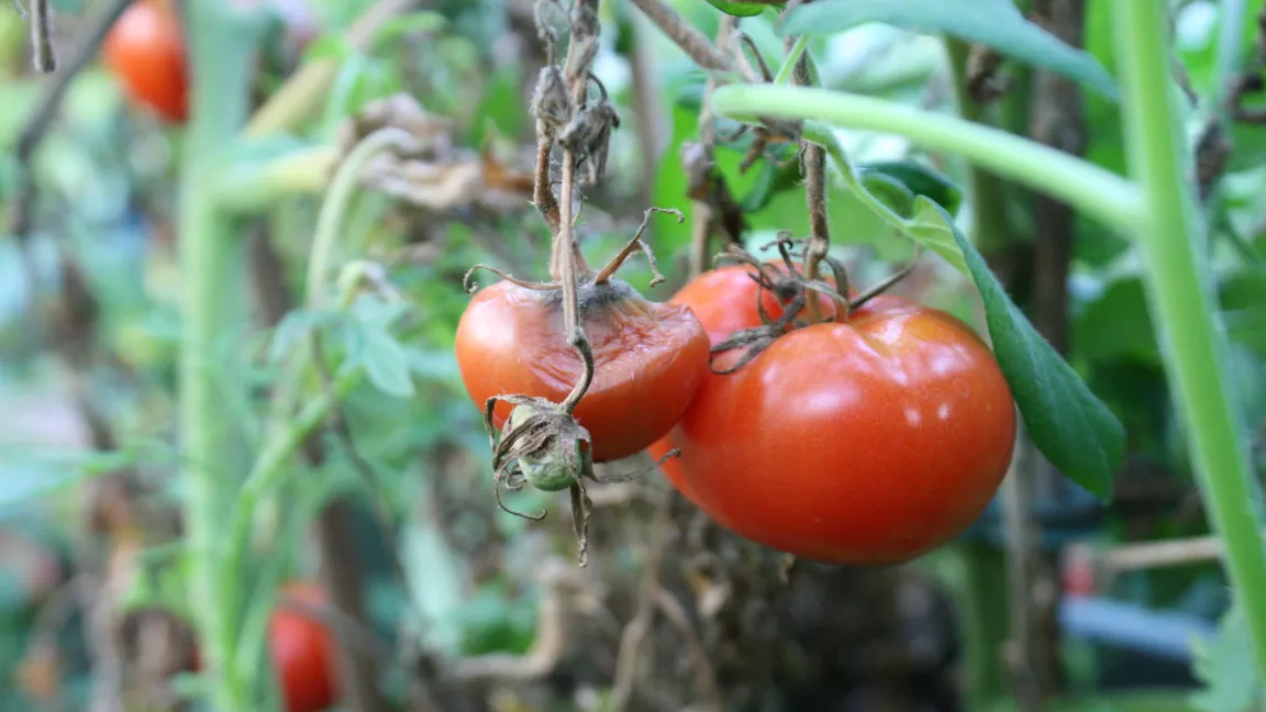 Bei hoher Luftfeuchte leiden Tomaten oft unter verschiedenen Pilz- und Bakterienkrankheiten. Foto: Heinrich Beltz