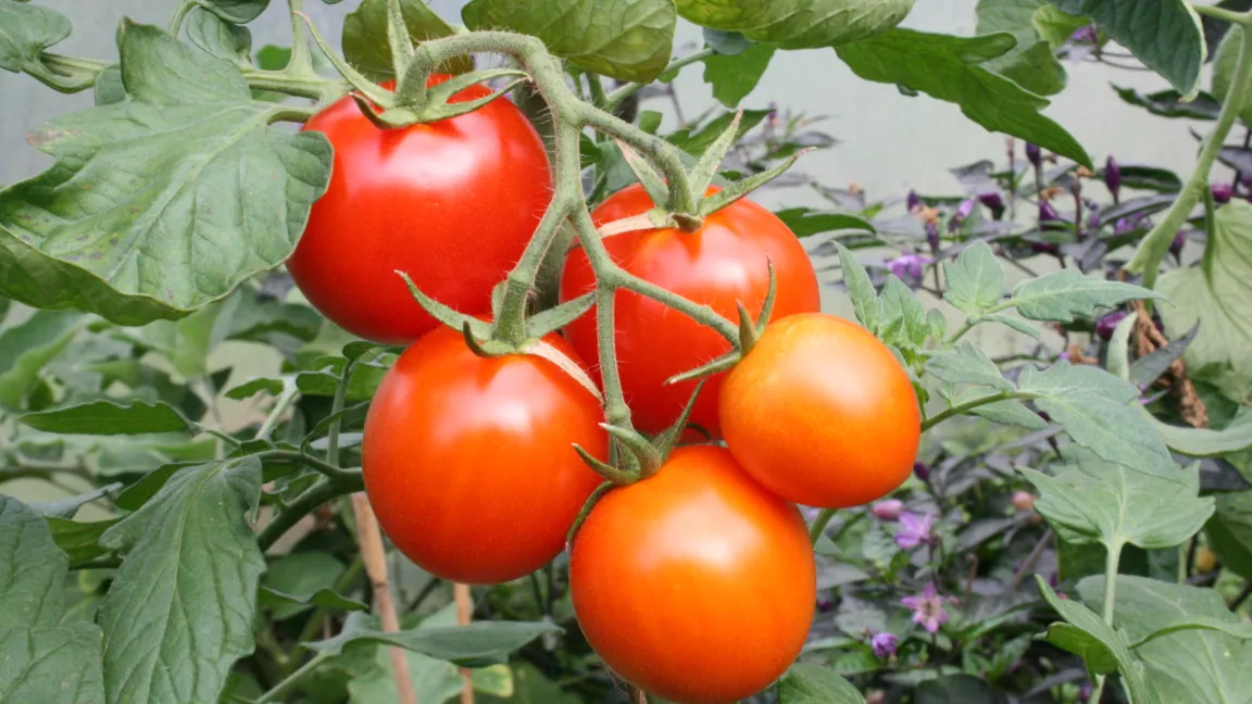 Ist die Luft nicht zu feucht, bleiben auch Tomaten im Hausgarten makellos. Foto: Heinrich Beltz