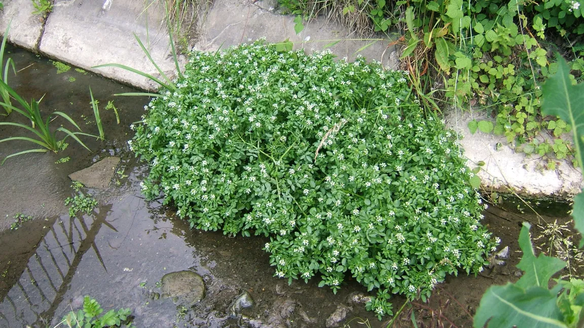 Brunnenkresse ist in der Natur unter anderem an Bachläufen zu finden. Daher auch der ebenfalls verwendete Name Bachkresse. Foto: Josef Schlaghecken/hortipendium