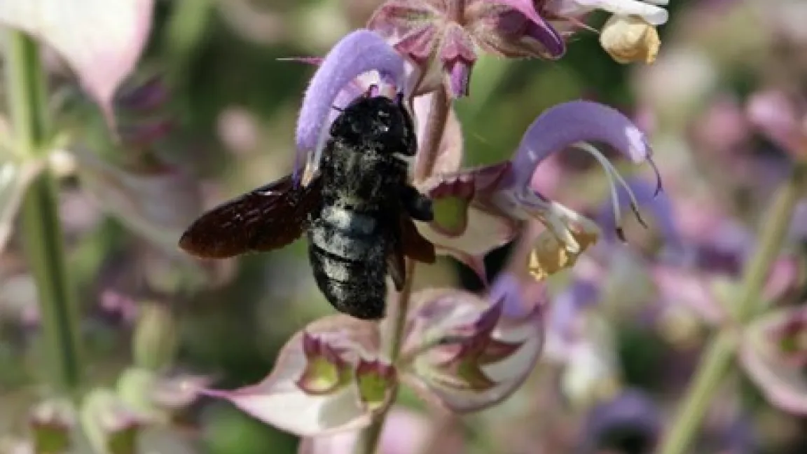 Die Holzbiene labt sich an der Blüte. Foto: Catrin Hahn
