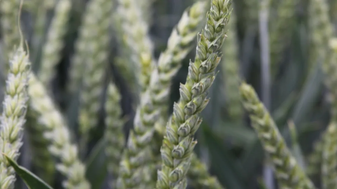 Der Ertrag unserer Nutzpflanzen hängt unter anderem davon ab, wie effizient sie Kohlendioxid aus der Luft binden können. Foto: Catrin Hahn