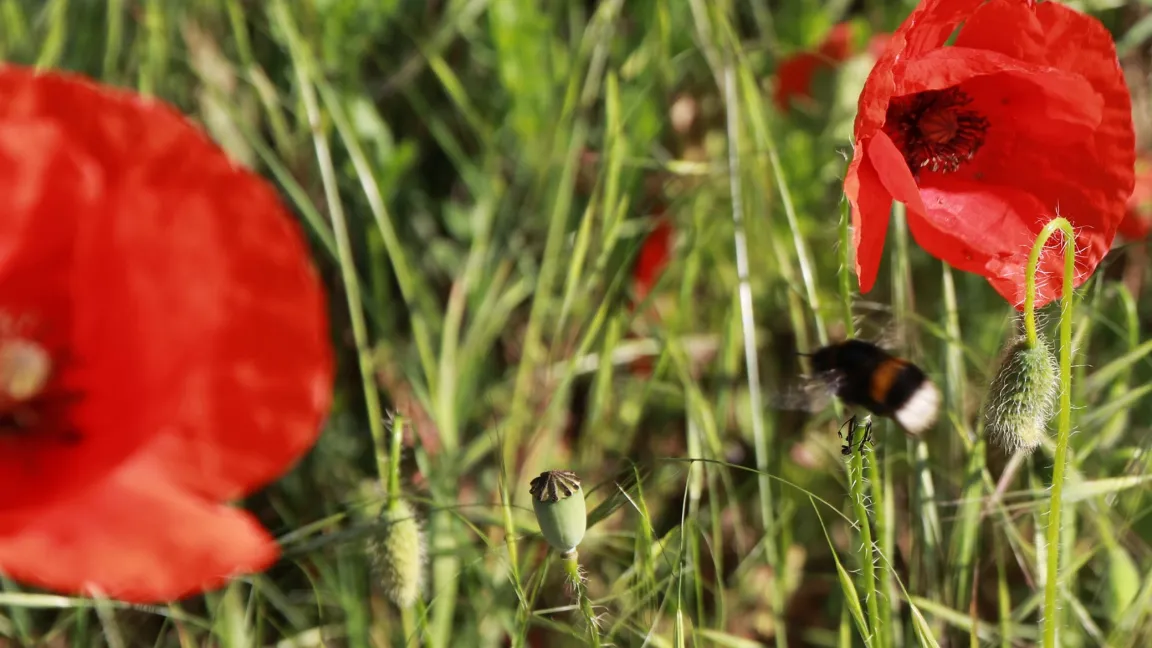 Eine Hummel auf dem Weg zur nächsten Blüte. Foto: Catrin Hahn