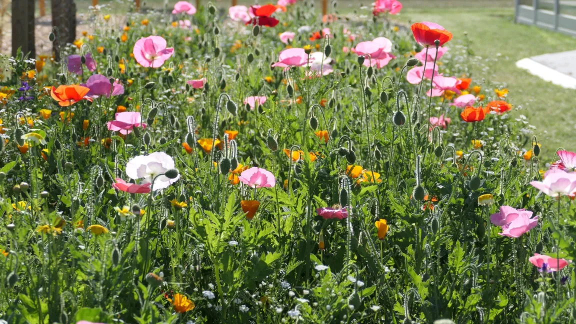 Blühmischungen mit verschiedenen Pflanzenarten fördern nicht nur das Insekten-, sondern auch das Bodenleben. Foto: Catrin Hahn