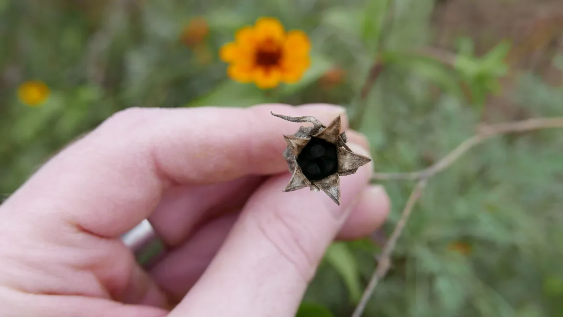 Aus den braunen geöffneten Kapseln lassen sich zum Beispiel Samen von Lichtnelken ganz einfach herausschütteln. Foto: Melanie Kirk-Mechtel