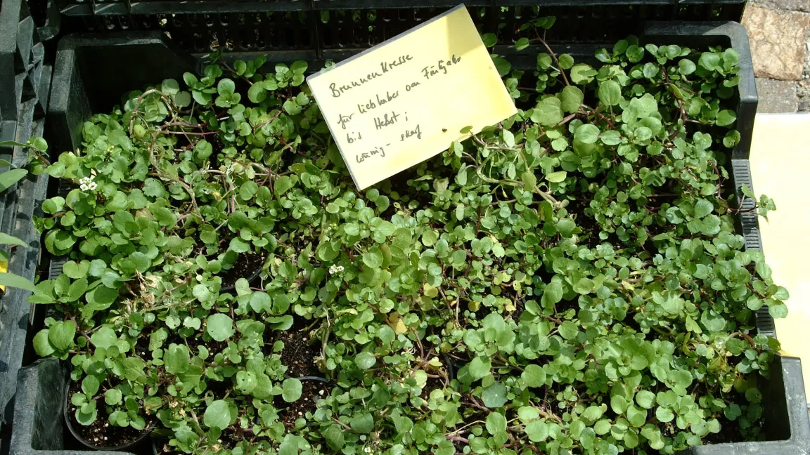 Neben gebündelter Ware wird Brunnenkresse auch in Töpfen verkauft. Mittlerweile findet der Anbau auch in Folien- oder Glasgewächshäusern statt. Foto: Josef Schlaghecken/hortipendium