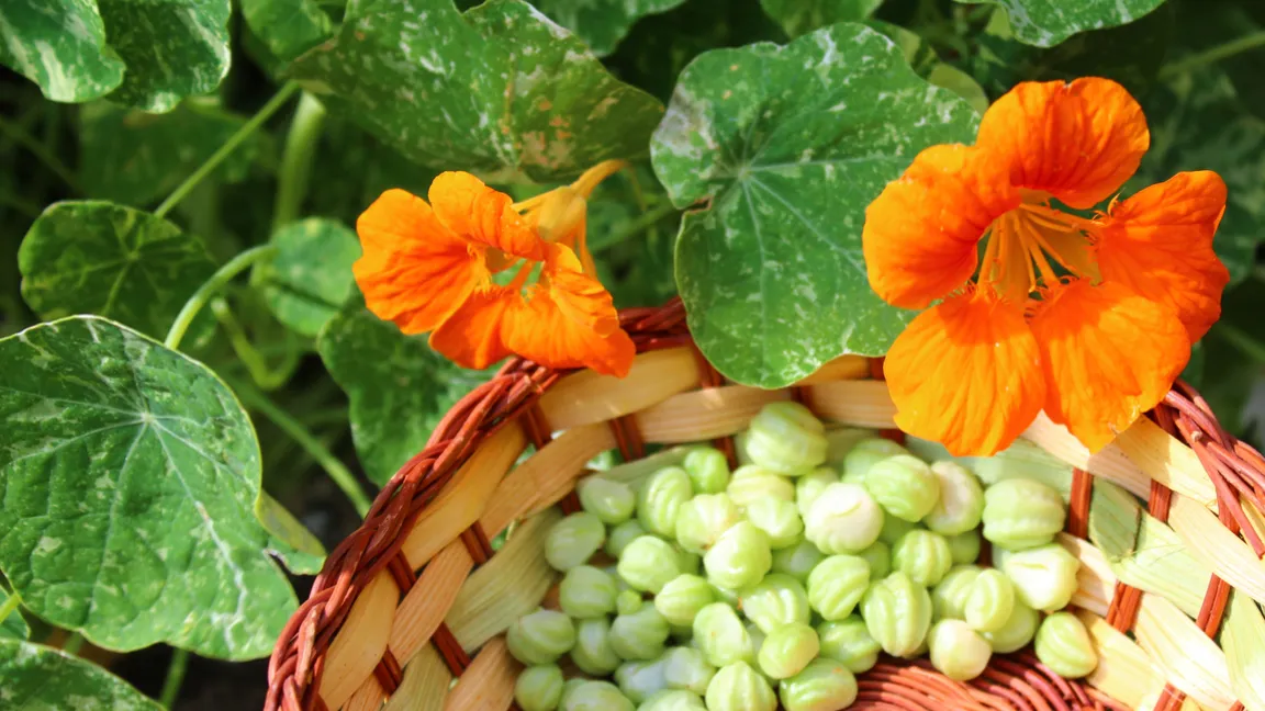 Die noch grünen Samen der Kapuzinerkresse können abgesammelt werden, sobald sie sich leicht von der Pflanze lösen lassen. Foto: iStock