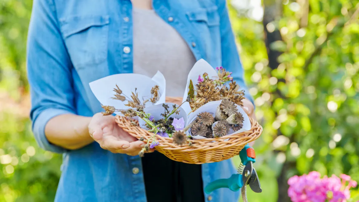 Im Spätsommer kann Saatgut fürs Folgejahr gesammelt werden. Foto: iStock