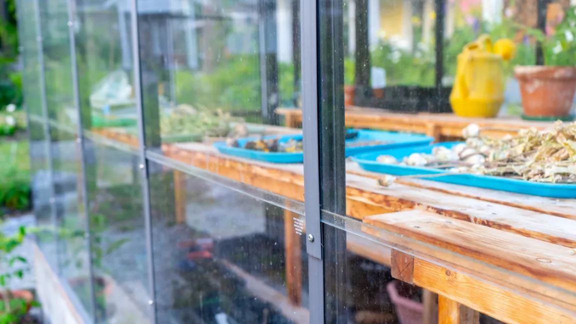 Selbst gewonnenes Saatgut sollte gut durchtrocknen, damit es bei der Lagerung nicht schimmelt. Foto: iStock