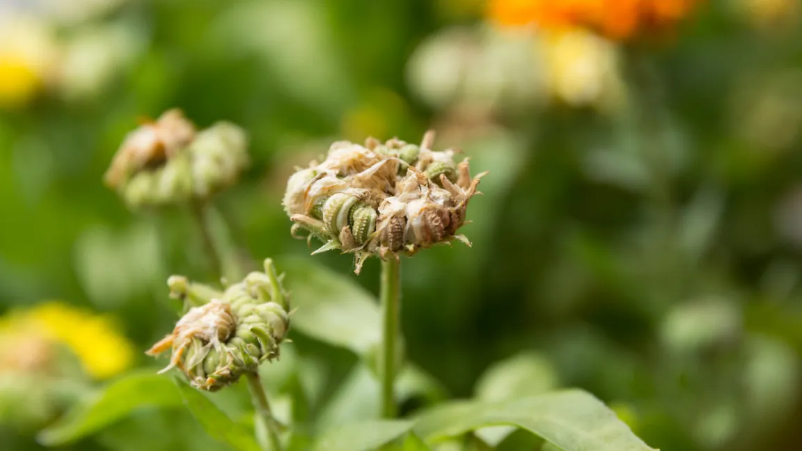 Bei Ringelblumen können die kompletten Fruchtstände abgeschnitten und getrocknet werden. Foto: iStock