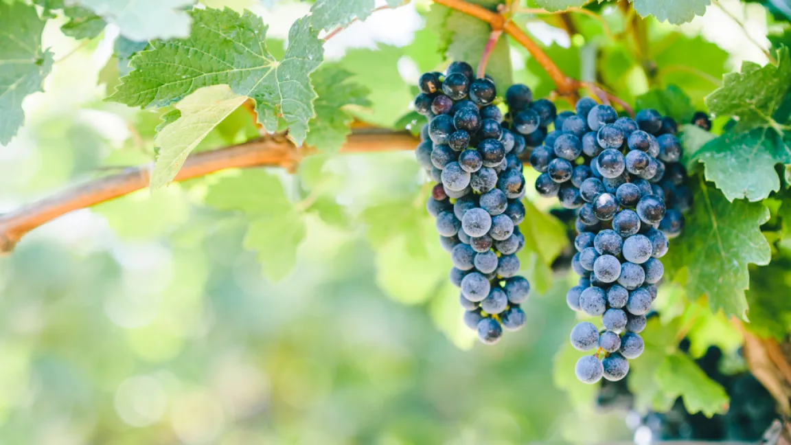Die Weinrebe ist „Heilpflanze des Jahres 2023“. Foto: shutterstock
