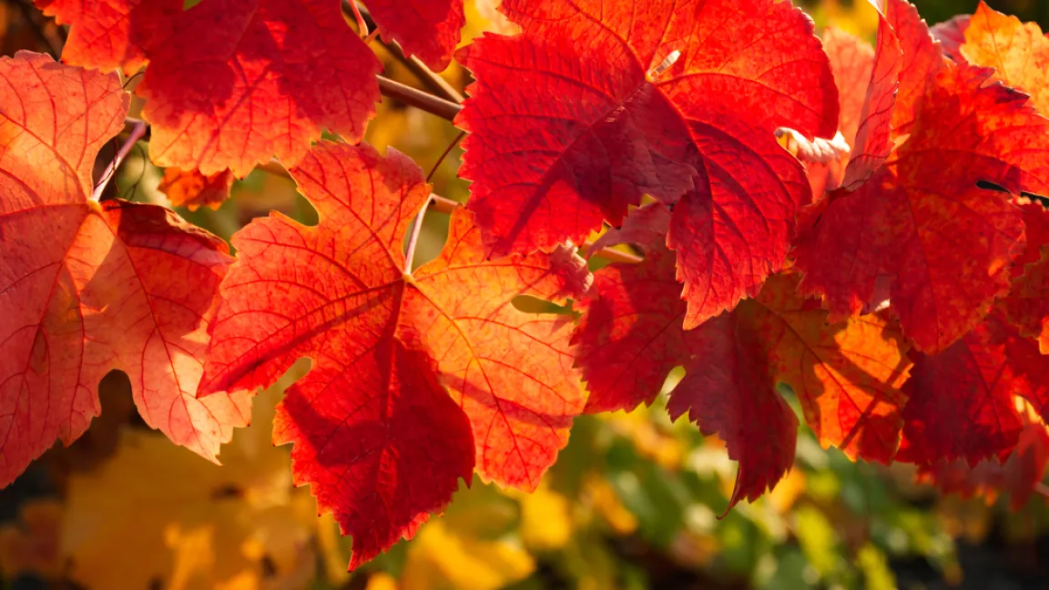 Inhaltsstoffe des roten Weinlaubs helfen bei chronischer Venenschwäche. Foto: shutterstock