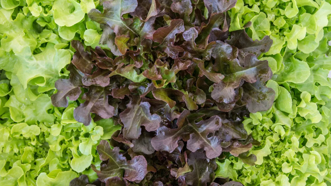 Krull ist eine Kreuzung aus Kopfsalat und Eichblattsalat. Er gehört zu den Kraussalaten. Foto: shutterstock