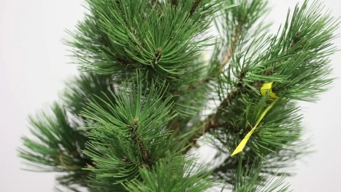 Pflanzen emittieren mehrere chirale Verbindungen, die wesentlich zu ihrem charakteristischen Duft beitragen. Foto: Lykourgos Bougas