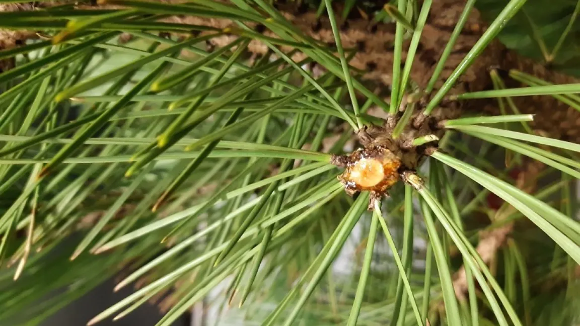 Eine beschädigte Kiefer: Das aus der Wunde auslaufende Harz führt zu einer veränderten chiralen Signatur der Pflanzenemissionen. Foto: Lykourgos Bougas