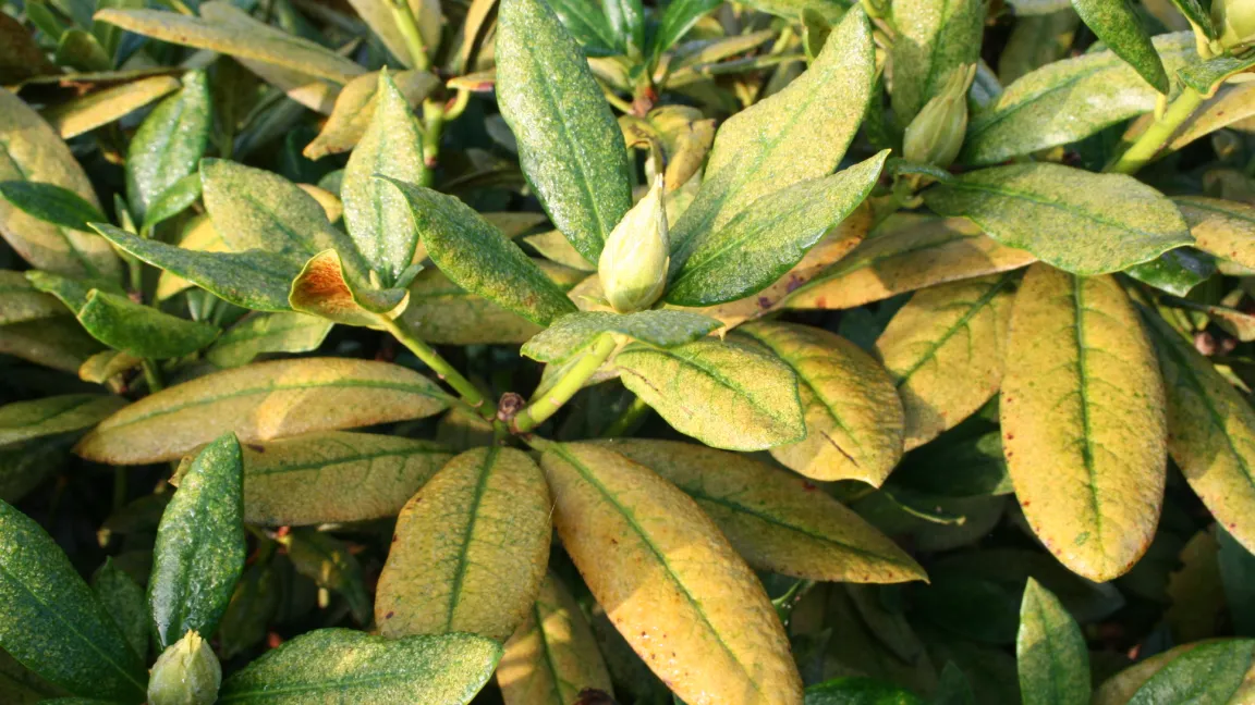 Parasitär bedingte Laubfärbung durch Befall mit der Andromeda-Netzwanze Stephanitis takeyai im August an den ein- und zweijährigen Blättern eines Rhododendron. Foto: Heinrich Beltz
