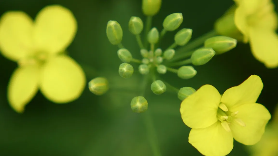 Normalerweise gewinnen Pflanzen Kohlenstoff und Energie mittels Photosynthese aus Sonnenlicht und CO2. Forscher haben ein System mit künstlicher Photosynthese untersucht, das solare Energie besser konvertieren kann. Es wurde unter anderem an Raps erprobt. Foto: Catrin Hahn