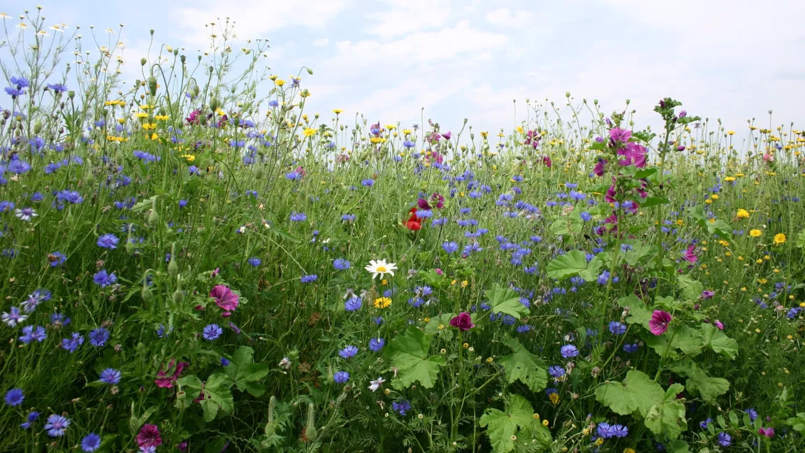Wenn sich Pflanzen an sich verändernde Umweltbedingungen anpassen, betrifft das auch das Verhältnis verschiedener Pflanzenarten zueinander. Eine komplementäre Beziehung fördert die Koexistenz mehrerer Pflanzenarten. Foto: Catrin Hahn