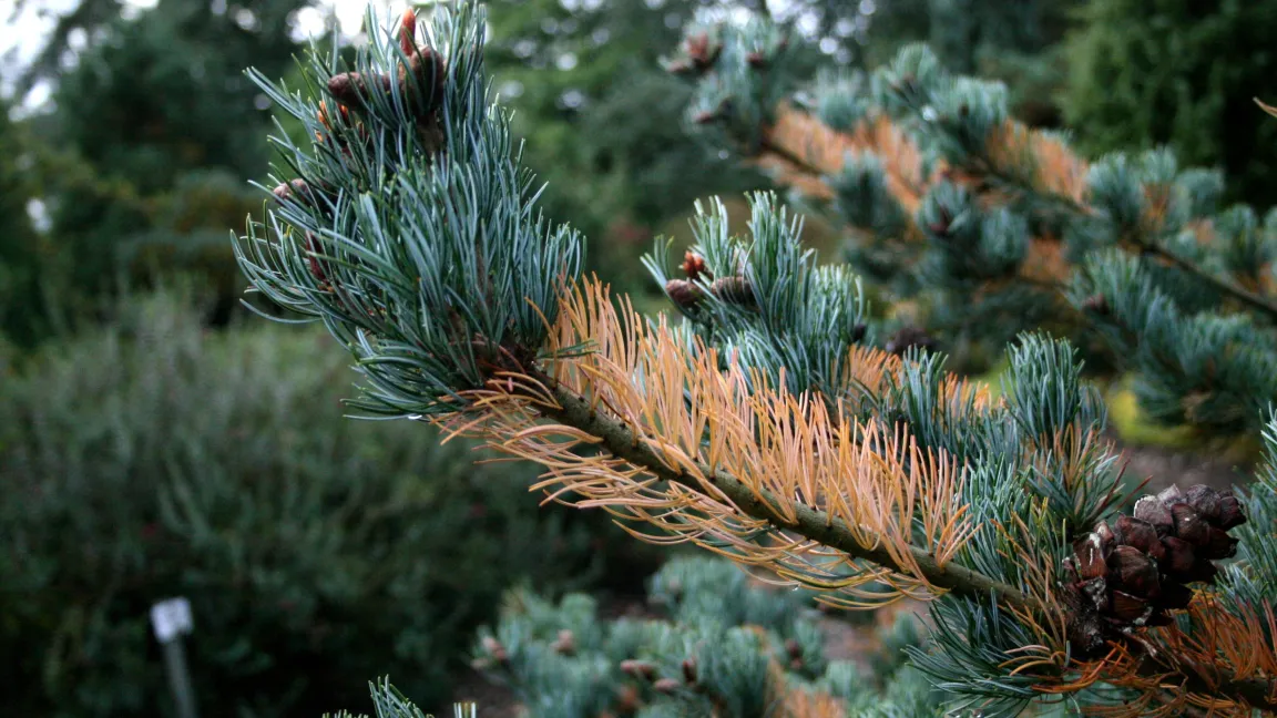 Physiologisch bedingter, harmloser Nadelfall im Oktober an den zweijährigen Nadeln einer Mädchenkiefer Pinus parviflora 'Glauca'. Foto: Heinrich Beltz