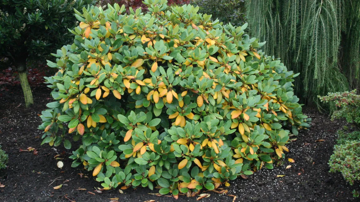 Physiologisch bedingte, harmlose Laubfärbung im Oktober an den zweijährigen Blättern eines Rhododendron. Foto: Heinrich Beltz