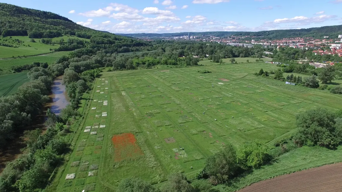 Das Jena Experiment ist das größte und mittlerweile „dienstälteste“ Biodiversitäts-Forschungsvorhaben Europas. Seit 2002 wachsen auf über 600 Versuchsflächen Gräser, Kräuter und Leguminosen. Foto: Jena Experiment