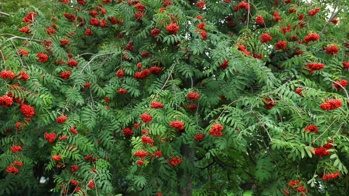 Die Essbare Vogelbeere ist ein attraktiver Baum für den Hausgarten. Foto: iStock