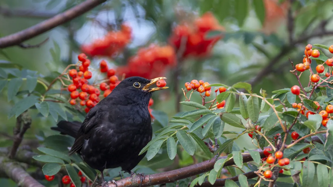 Vogelbeeren schmecken nicht nur Vögeln. Foto: iStock