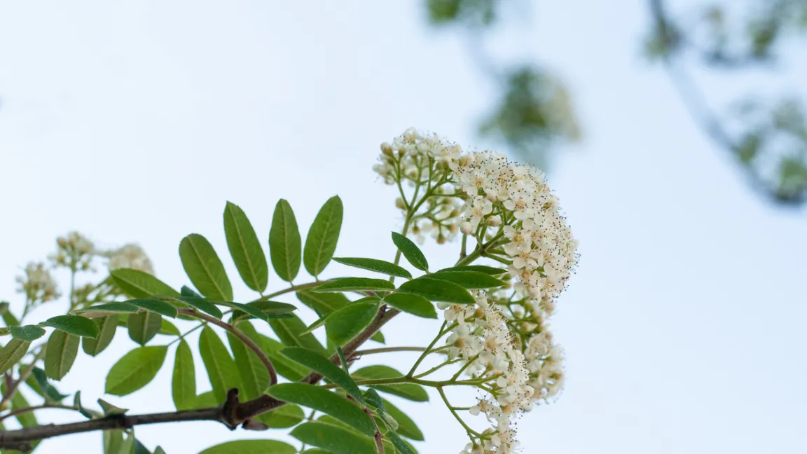 Auch die weißen Doldenblüten sind schön anzuschauen und sind beliebt bei Insekten. Foto: iStock