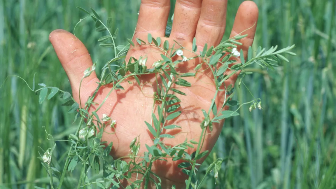 Linsenpflanzen sind sehr filigran. Foto: Thomas Stephan, BLE