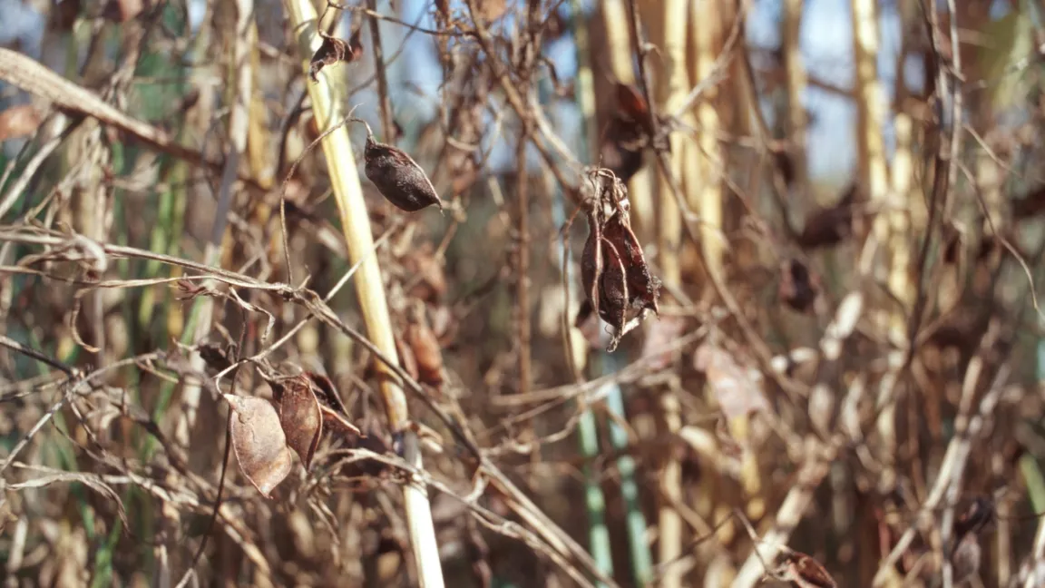 Wenn die Schoten braun und trocken werden, sind die Linsen erntereif. Foto: Thomas Stephan, BLE