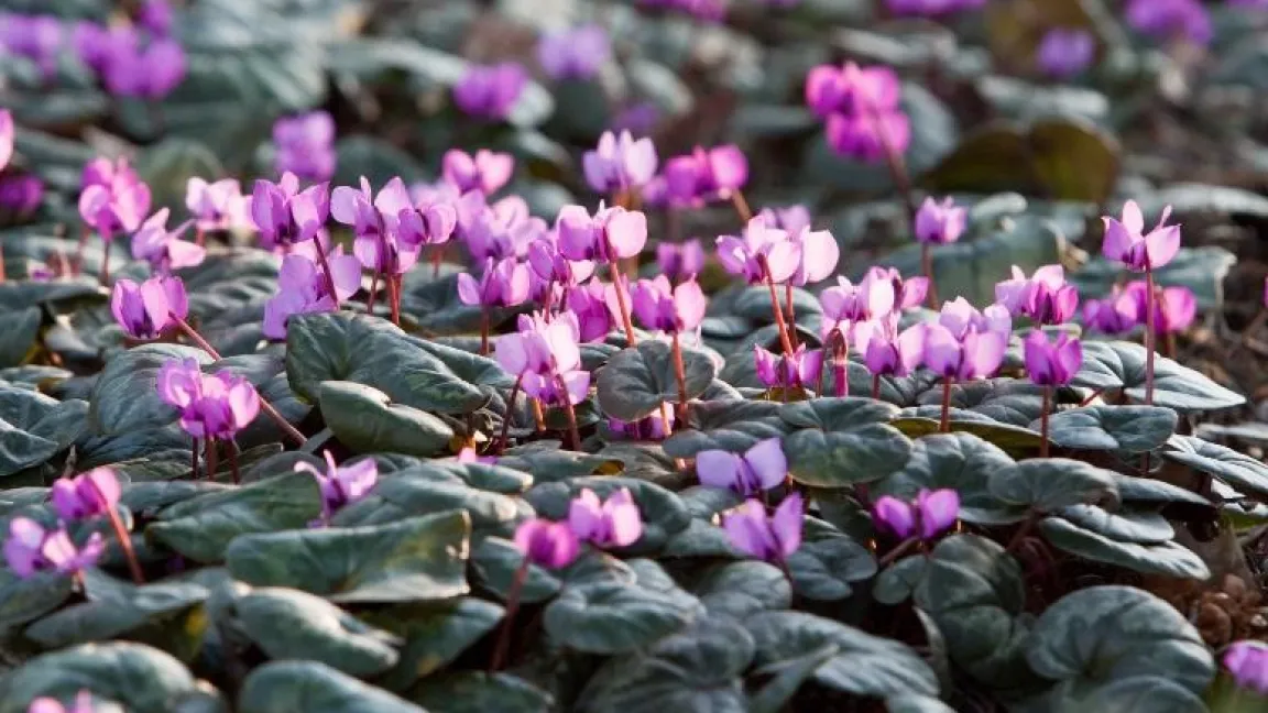 Das Vorfrühlings-Alpenveilchen gedeiht in seiner Heimat in Laub- und Nadelwäldern sowie an felsigen Standorten. Foto: GMH/Christiane Bach