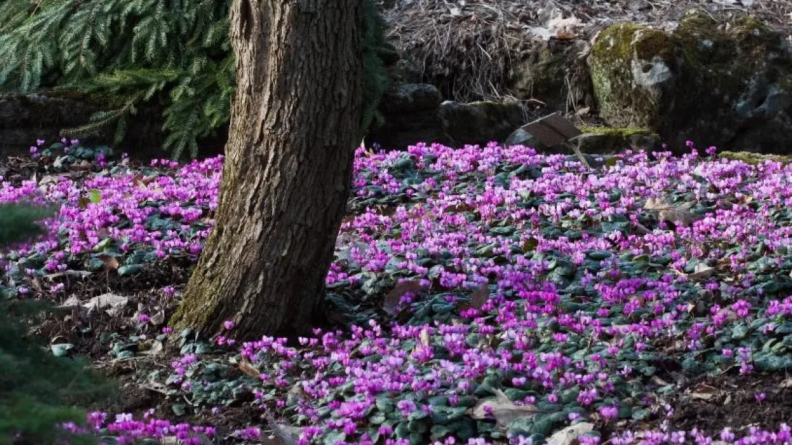 Im Gegensatz zu anderen Pflanzen hat Cyclamen coum unterhalb von Bäumen keine Probleme mit deren Wurzelkonkurrenz. Foto: GMH/Christiane Bach